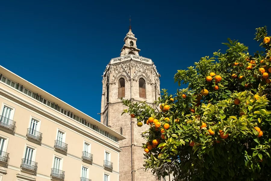The Micalet bell tower of Valencia Cathedral against a deep blue sky, next to an orange tree laden with fruit